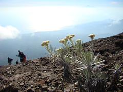 Edelweis on Mount Agung