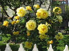 week three_roses yellow
