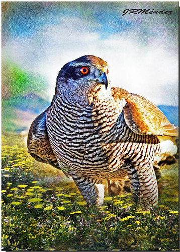 Falco Peregrinus