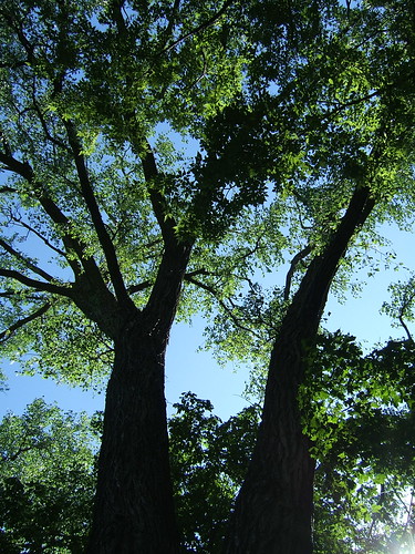 Upper Arb Tree
