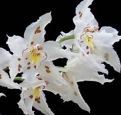 Odotoglossum Orchid