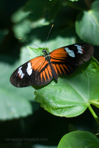 Butterfly Pavillion 07