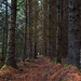forest path by AFX_speedlight