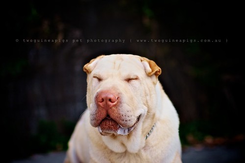 Snicker Lucy the Shar Pei by twoguineapigs pet photography dog photographer