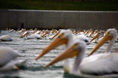 Pelican Crowd