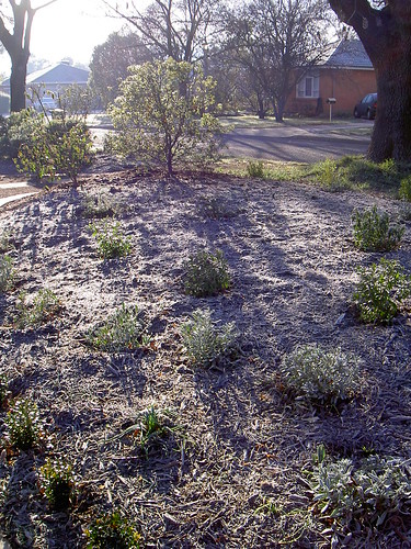 Frost - front garden