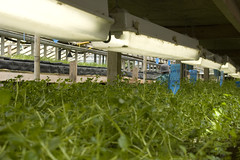 watercress in the aquaponics by Scrap Pile, on Flickr
