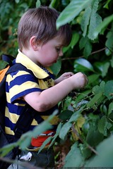 picking blackberries - _MG_0643