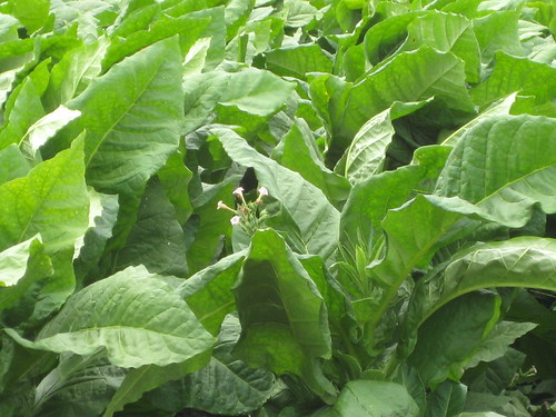 Tobacco plants by minnemom.