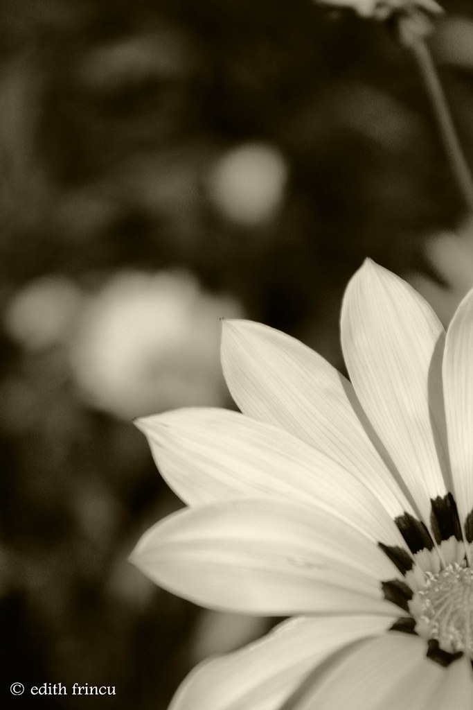 black & white flower