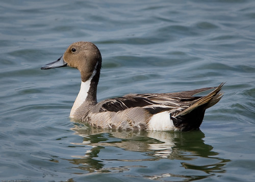 Northern Pintail by you.