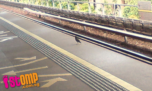 Rebellious bird doesn't care for its safety and goes against the MRT system
