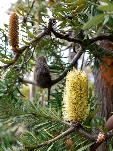5 of 12: Banksia