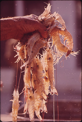 Shrimp From the Day's Catch, 05/1972