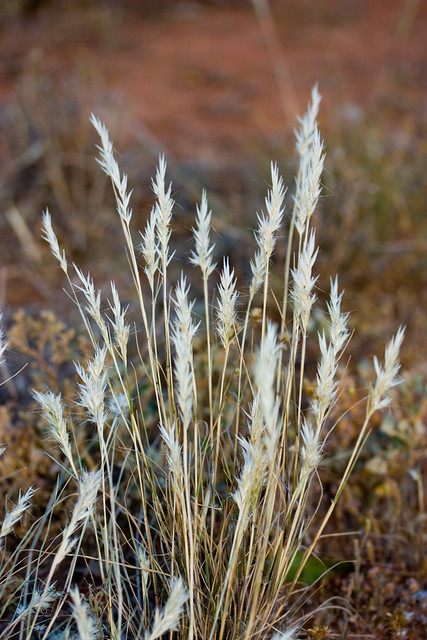 This is a common native grass in Australia. It is very drought/frost 