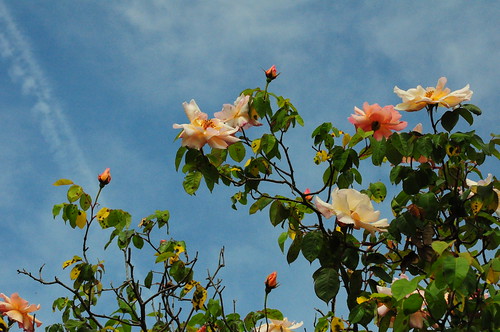 Rose bushes