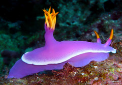 Nudibranch, Okinawa Japan
