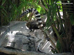 IMG_1366-WDW-DAK-ring-tailed-lemur