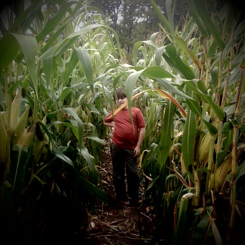 Parker in the corn maze