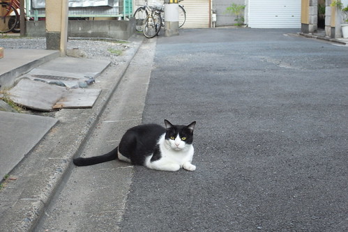 Today's Cat@20090930