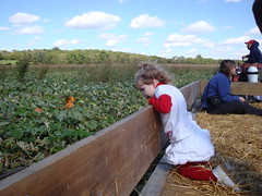Looking At The Pumpkin Patch