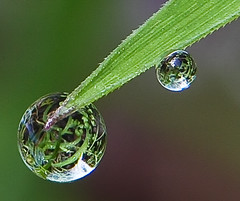 Grass Droplets 3