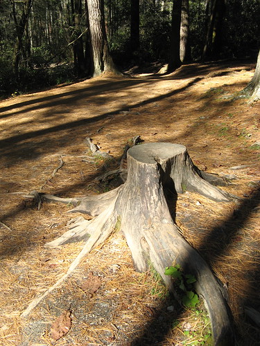 Stump along the trail