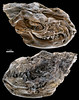 090821-02-Kopidodon macrognathus