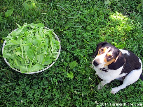 Bert and a big colander of freshly picked lettuce 1