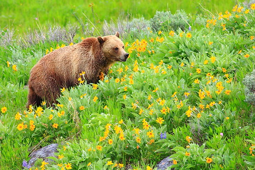 Grizzly Sow at Dunraven Pass by ABenPhoto