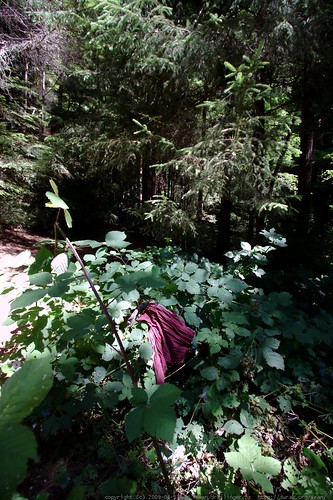squatter debris? - walking in the humboldt redwoods - _MG_1155