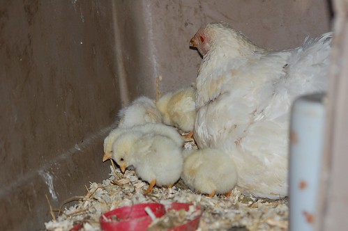 mama with chicks
