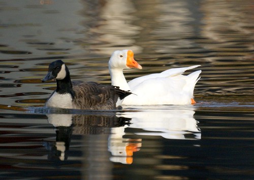 Whitey and Canada Goose
