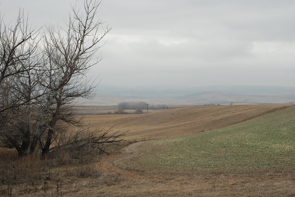 Fields near Short Road in Walla Walla County