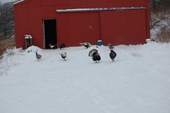 Turkeys come out to greet me