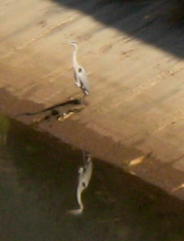 9-1-2010-reiger-and-shadow2