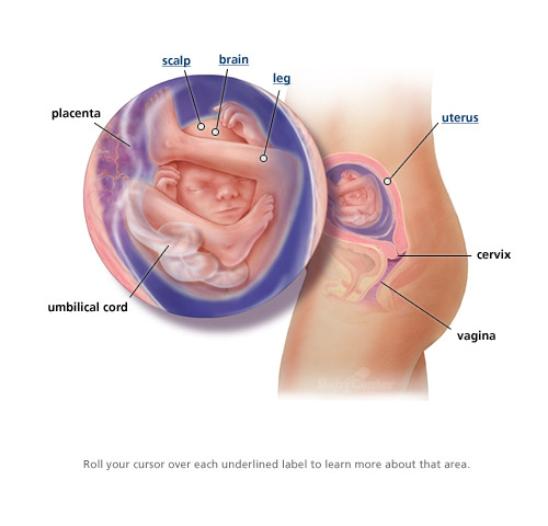 Baby, fetus at 19 weeks - BabyCenter