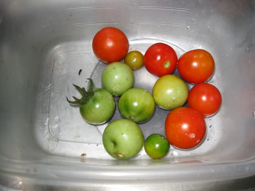 Salvaged Tomatoes