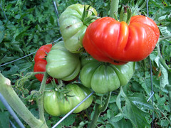 costuloto tomatoes on the vine
