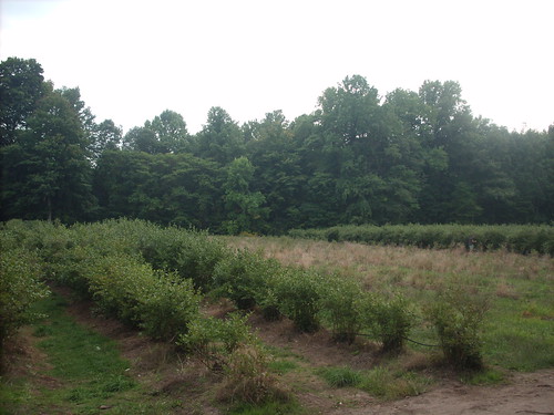 The Blueberry Patch in Sawyer, Michigan