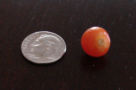 tiny tomato