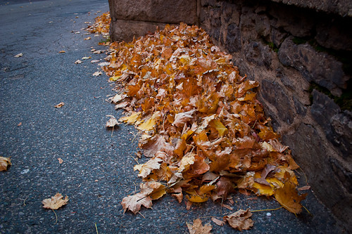 leaf pile on Flickr