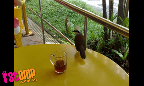  Rare bird comes to Bukit Batok kopitiam