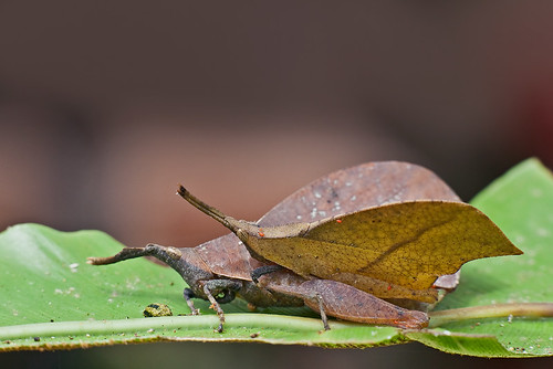 Leaf Mimic Grasshopper mating