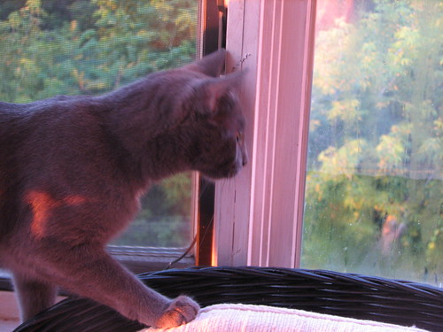 blue cat watches the sun rise