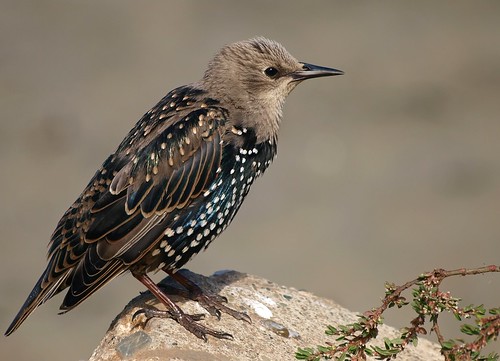 Juvenile Starling First Winter Plumage