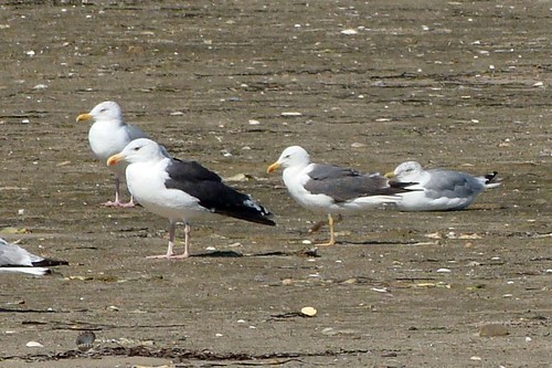lesser black backed gull and local gulls 2