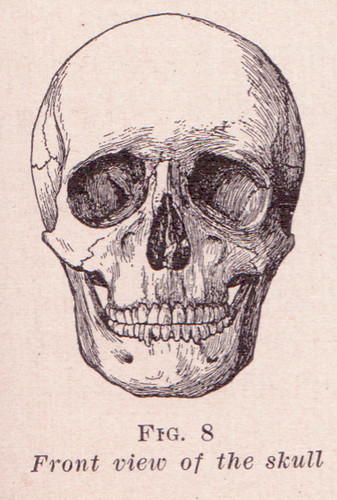 human skull front. front view of a human skull