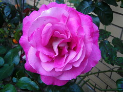 Pink Rose - Backyard