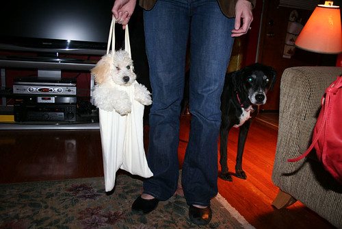pup bag